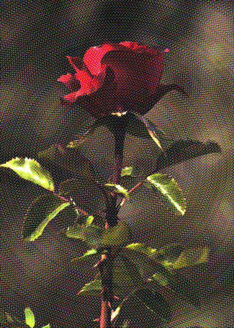 Every Rose Has It's Thorn